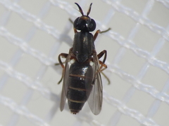 Neodiplotoxa