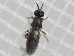 Neodiplotoxa