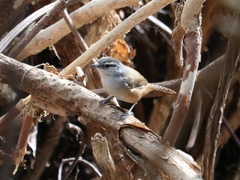 Cantorchilus modestus