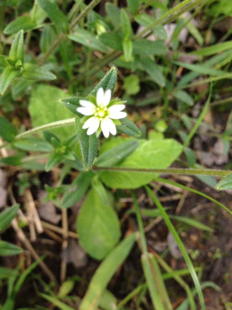 common-mouse-ear-chickweed-cerastium-fontanum-botanical-realm