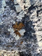 Polycauliona coralloides