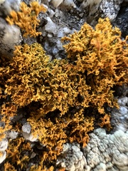 Polycauliona coralloides