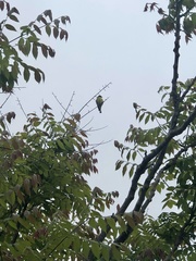 Spinus psaltria
