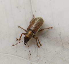 Pachyrhinus californicus
