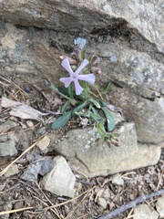 Silene caroliniana