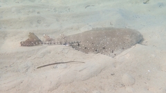 Squatina australis