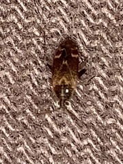 Hamatophylus guttulosus