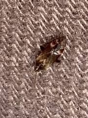 Hamatophylus guttulosus