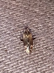 Hamatophylus guttulosus