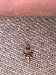 Hamatophylus guttulosus