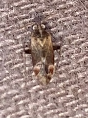 Hamatophylus guttulosus