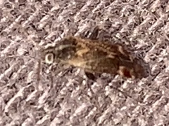 Hamatophylus guttulosus