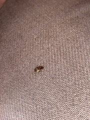 Hamatophylus guttulosus