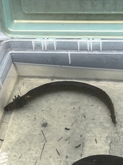 Siren intermedia