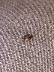 Hamatophylus guttulosus