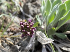 Phoenicaulis cheiranthoides