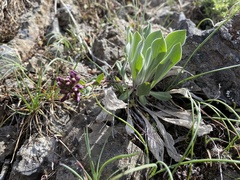 Phoenicaulis cheiranthoides