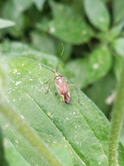 Closterotomus trivialis