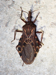 Triatoma dispar