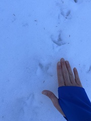 Canachites canadensis