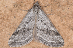 Lithostege fuscata