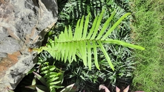 Pteris vittata