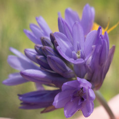 Dichelostemma congestum