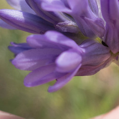 Dichelostemma congestum