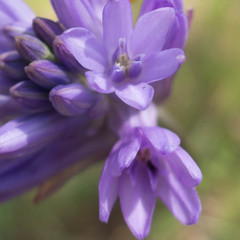 Dichelostemma congestum