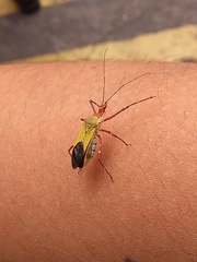Zelus laticornis