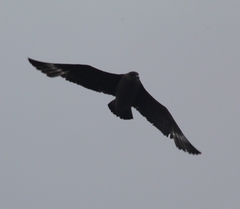 Stercorarius chilensis