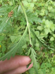Adela australis