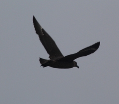 Stercorarius chilensis