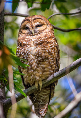 Strix occidentalis caurina