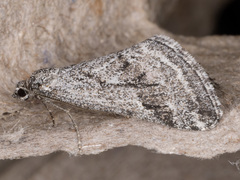 Lithostege fuscata