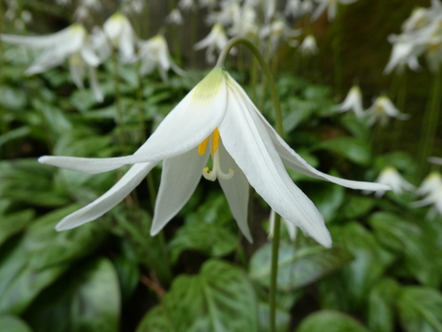 giant white fawn lily