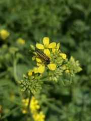 Oedemera lurida