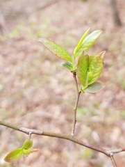 Vaccinium formosum