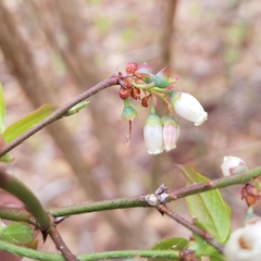 Vaccinium formosum