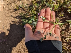 Plagiobothrys arizonicus