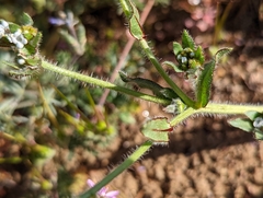 Plagiobothrys arizonicus