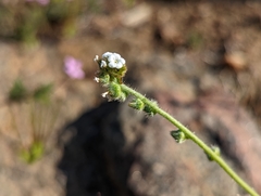 Plagiobothrys arizonicus