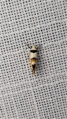 Crepidosceles glycydora