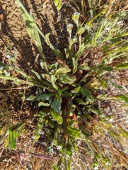 Plagiobothrys arizonicus