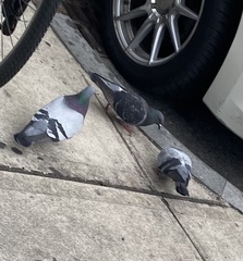 Columba livia domestica