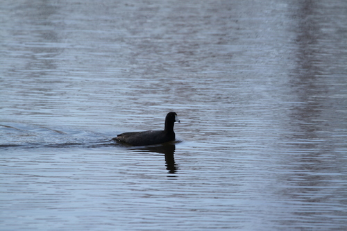 American Coot photographed in Minnesota