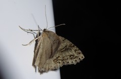 Pseudocoremia rudisata