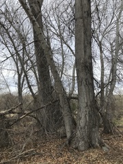 Populus × hinckleyana