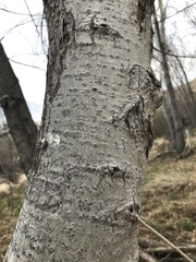 Populus × hinckleyana