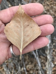 Populus × hinckleyana